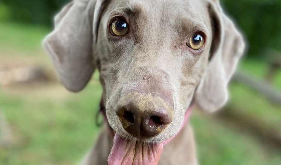 Qentë mund të 'shohin' përmes hundës së tyre, tregon studimi