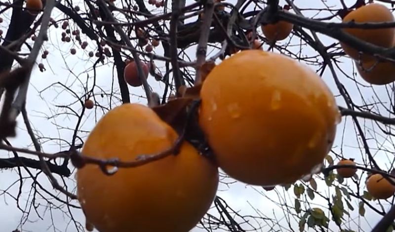 Hurma e parë shkoi nga Jemeni në Shqipëri para 111 vjetësh (VIDEO)