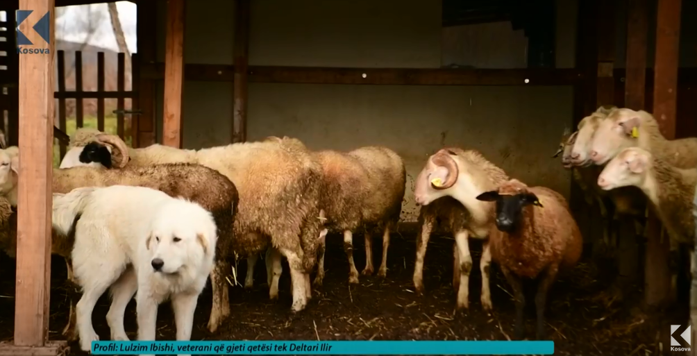 Lulzim Ibishi, veterani që gjeti qetësi tek Deltari Ilir (VIDEO)