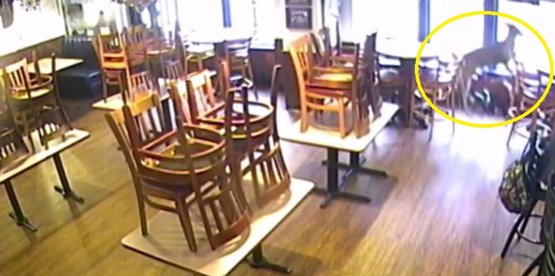 Dreri thyen xhamin dhe futet në restorant (VIDEO)