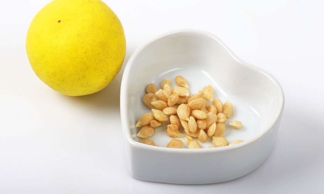 Pesë arsye pse farat e limonit janë një thesar i vërtetë i shëndetit