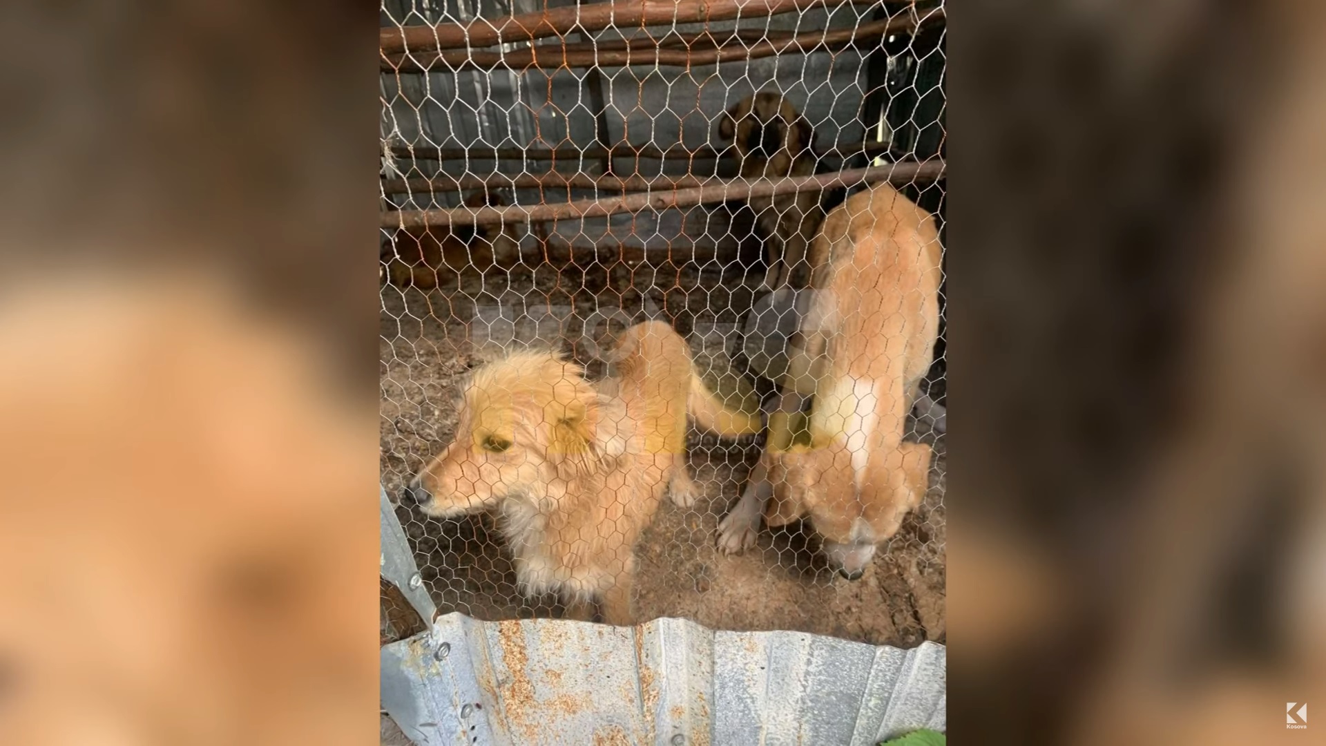 Keqtrajtoi dhe lidhi qentë me zinxhirë, Komuna ia ndërpret kontratën veterinarit në Shtime (VIDEO)