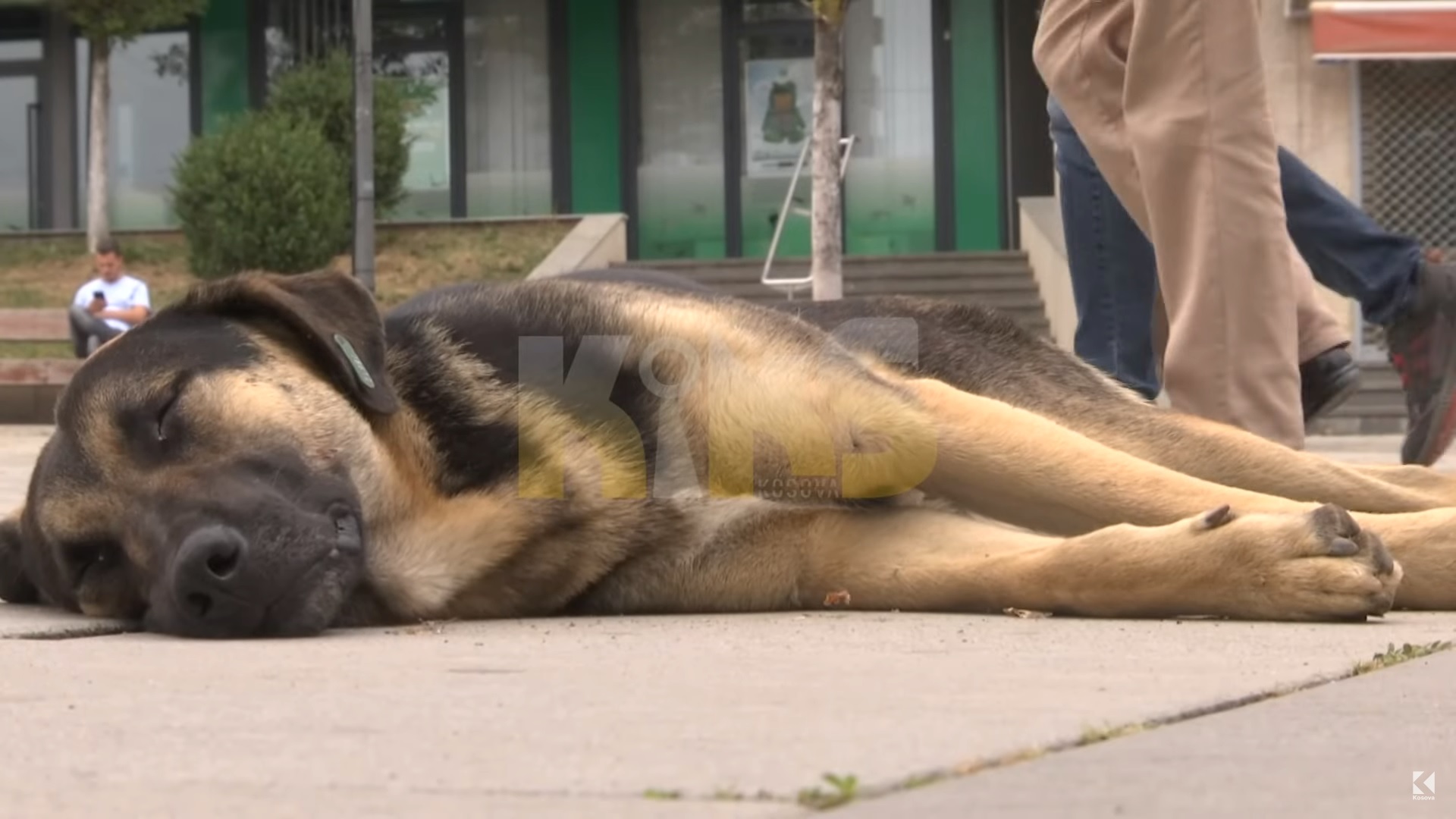 Komuna e Prishtinës nuk e pagoi, veterinari ia preu barkun dhe e lëshoi qenin pa vath (VIDEO)