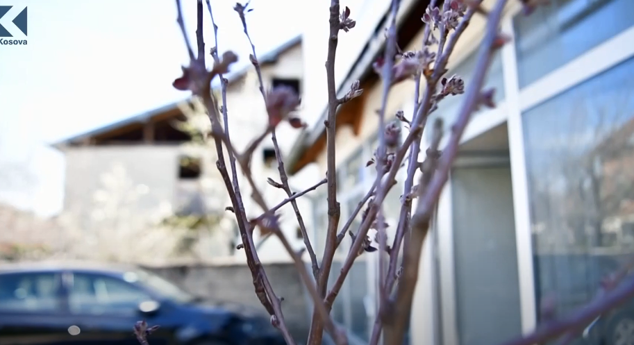 "Mollat xhuxhe", trendi i kopshteve dhe shtëpive (VIDEO)