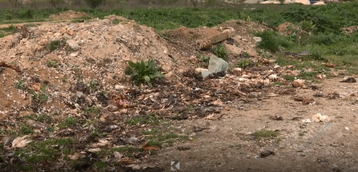 Banorët e Kodrës së Trimave ankohen në tregtarët e shpezëve që nuk i largojnë mbetjet (VIDEO)