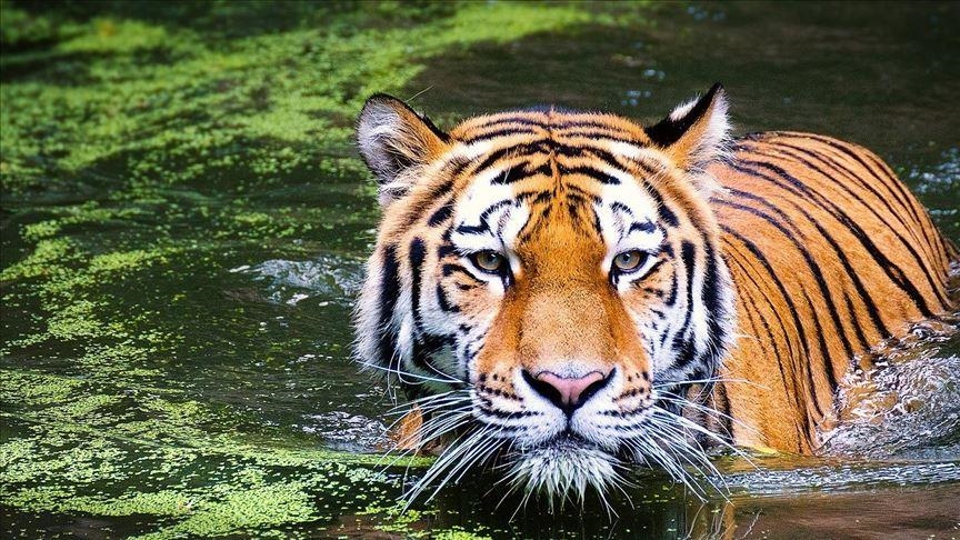 Tigrat ne Indi