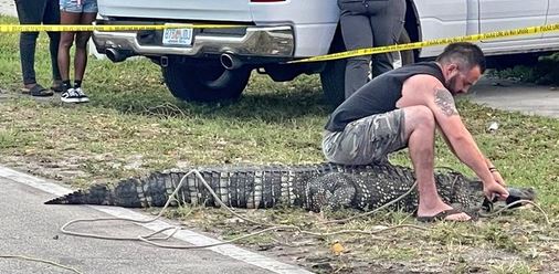 aligator