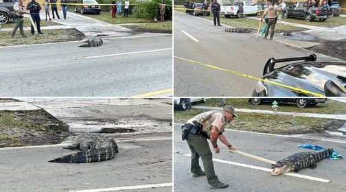 Mbyllet trafiku në Florida për shkak të aligatorit në rrugë (FOTO)