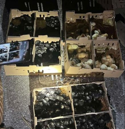 Kapen 2 mijë e 200 zogjë të kontrabanduar, arrestohet një person