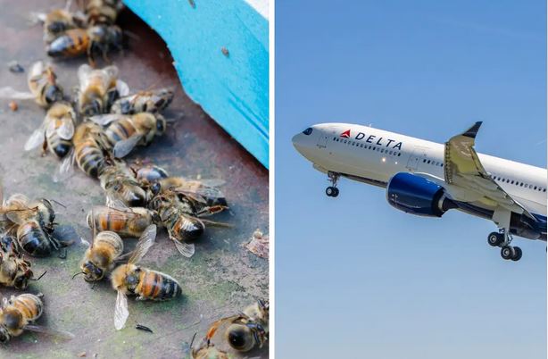 Grumbullimi i bletëve në krahun e avionit vonon fluturimin për 3 orë