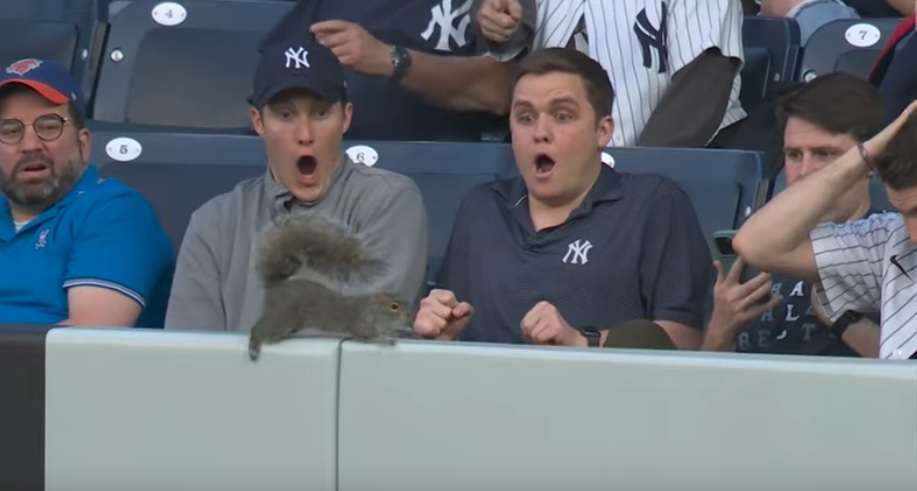 Ketri lë gojëhapur shikuesit në stadiumin Yankees (VIDEO)