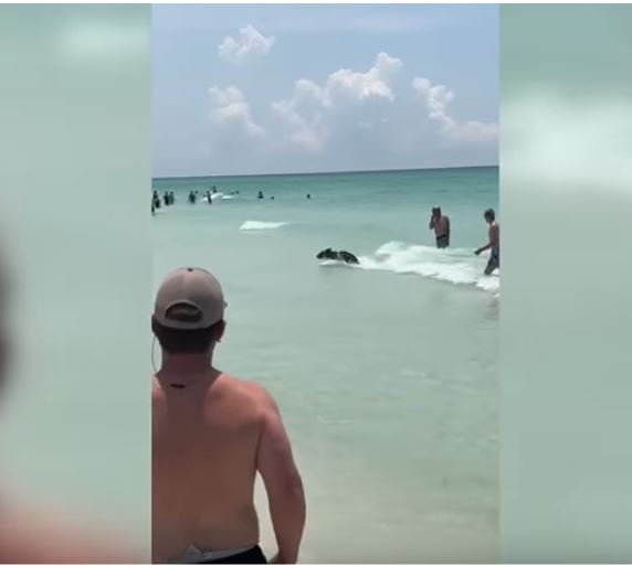 Pushuesit në plazhin e Floridës u tronditën kur ariu iu shfaq në ujë (VIDEO)