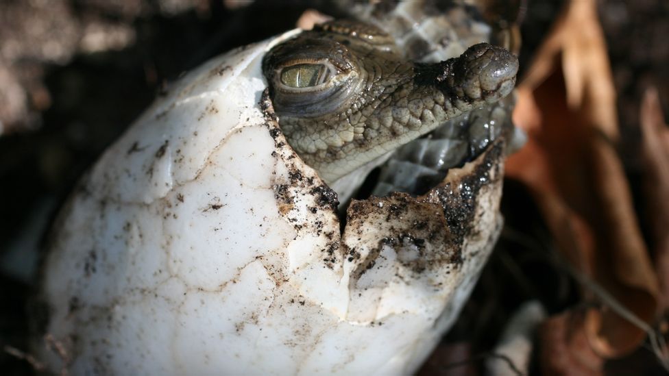 Zbulohet rasti i parë i një krokodili që la veten shtatzënë