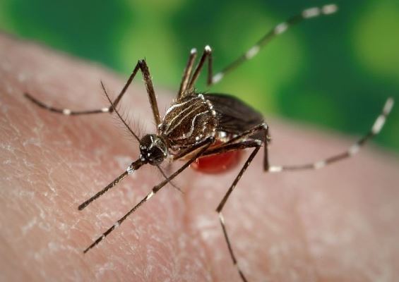Zbulohen pas 20 vjetësh rastet e para të malaries të fituara në ShBA