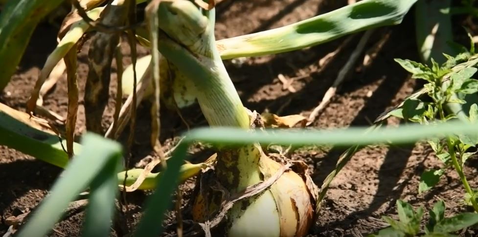 Reshjet ua dëmtuan të mbjellat, bujqit lipjanas presin kompensim nga shteti (VIDEO)