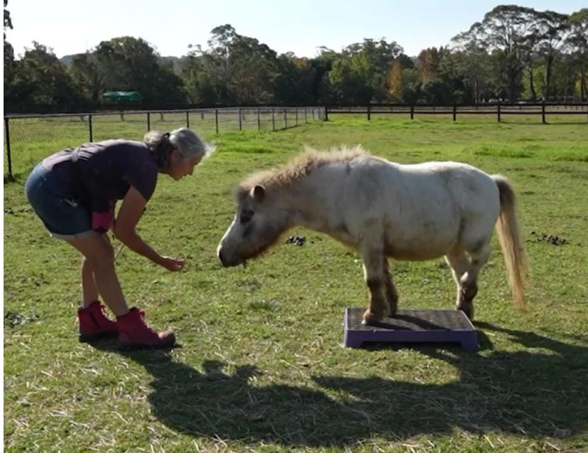 Talentë të pazakontë, Kali dhe delja e australianes fitojnë rekorde botërore (VIDEO)