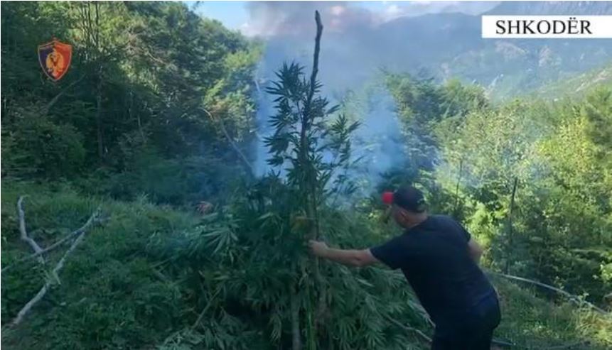 Mbi 15 mijë bimë kanabis asgjësohen në Shkodër
