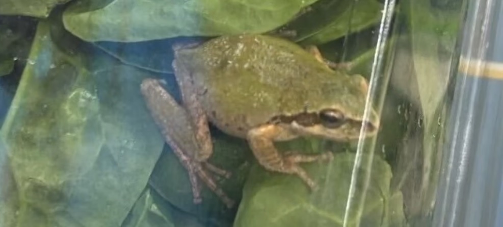 Gruaja gjen bretkosë të gjallë në pakon me spinaq (VIDEO)