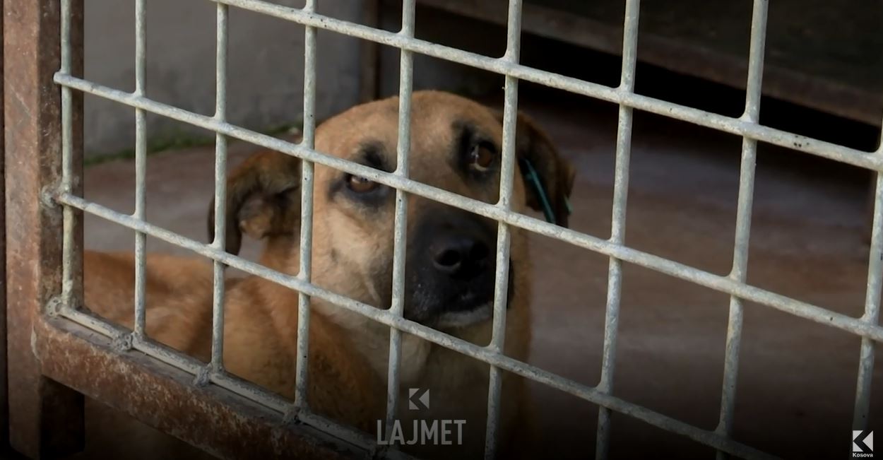 Sot në kryeqytet u adoptuan qentë e parë (VIDEO)