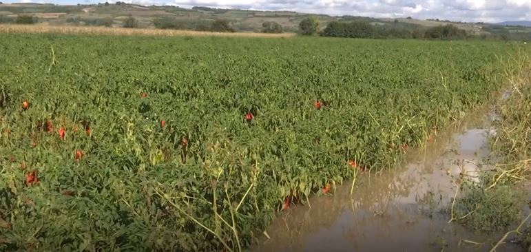 Dëmet nga vërshimet - Zvicra ndihmon fermerët rahovecas (VIDEO)