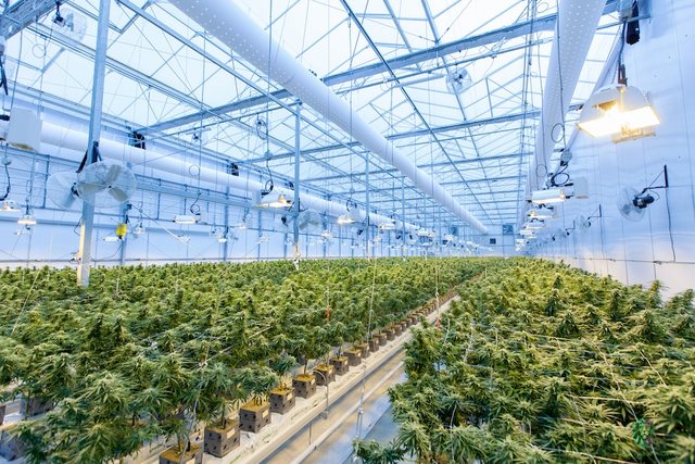 Ngritën plantacione kanabisi në Gjermani, arrestohen 2 shqiptarë e 3 holandezë