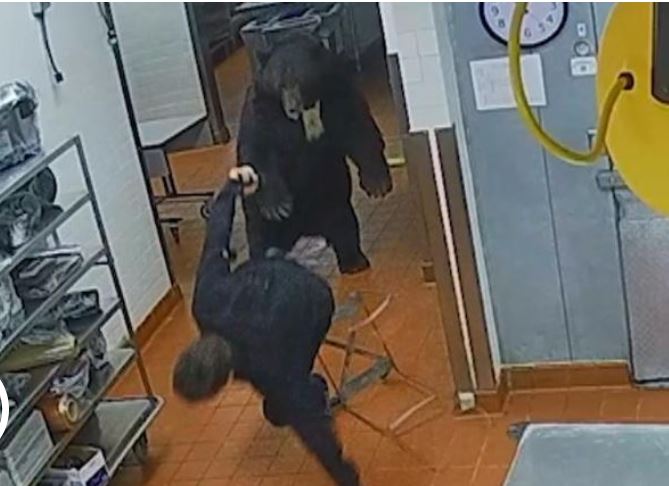 Roja e hotelit shpëton vetëm me gërvishtje pas sulmit të ariut