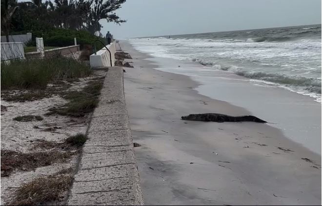 ShBA: Aligatori bën një vizitë të pazakontë në plazhin e Floridës (VIDEO)