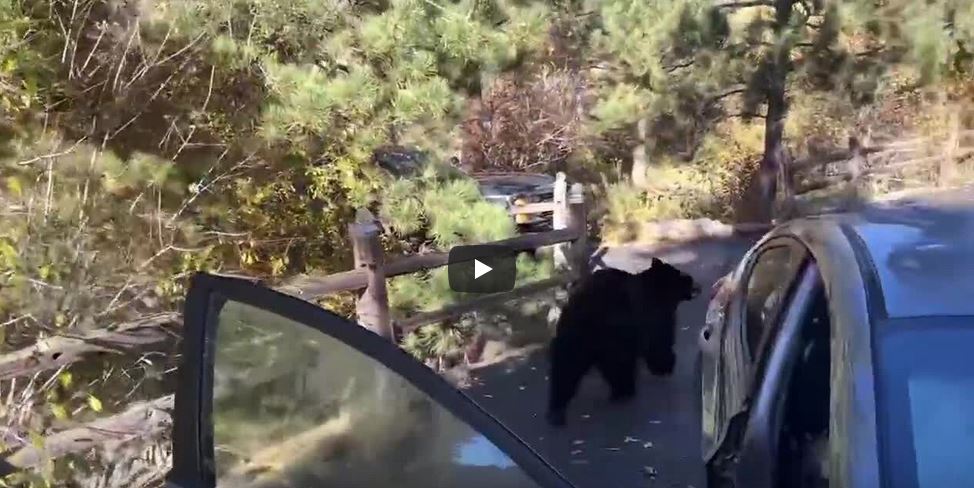 Qesja me ëmbëlsira në veturë e tërheq ariun (VIDEO)