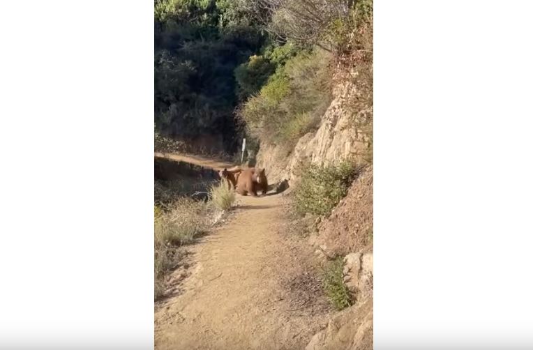 Alpinistja ndiqet nga tre arinj në shtegun e Kalifornisë (VIDEO)