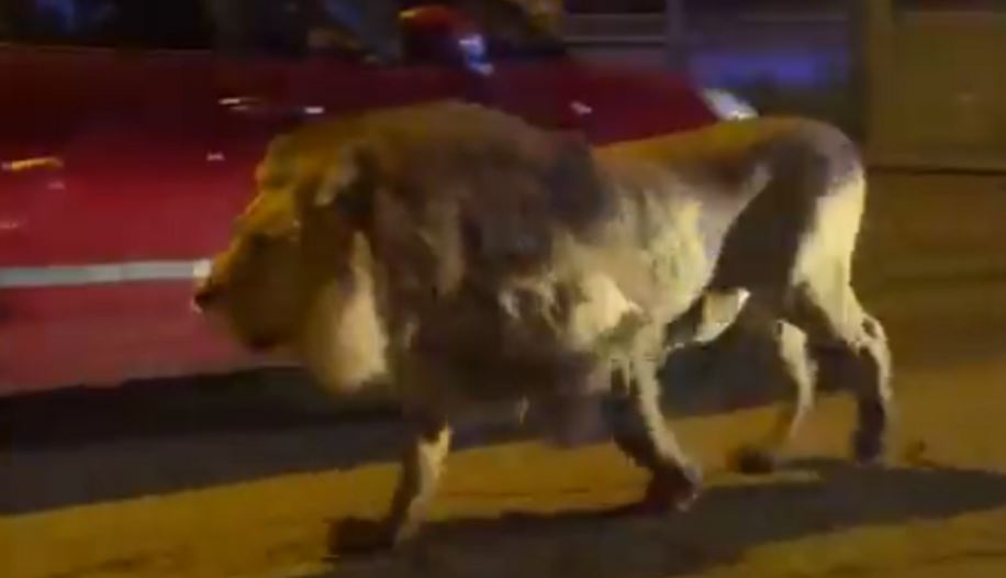 Luani ngjall panik në rrugë pas arratisjes nga cirku (VIDEO)