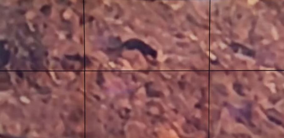 Macja e madhe misterioze kapet nga kamera në malet e Arizonës (VIDEO)