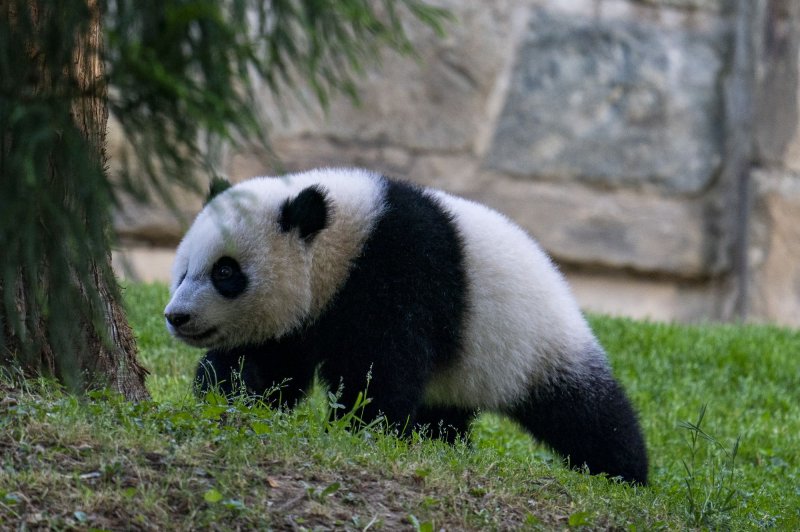 Pandat gjigante largohen nga Kopshti Zoologjik Kombëtar për t'u kthyer në Kinë