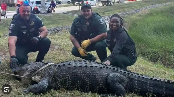 Aligatori 3.6 metra kapet në qendër tregtare në Florida
