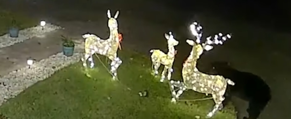 Ariu sulmon dekorimin e Krishtlindjes në oborrin e një shtëpie në Florida (VIDEO)