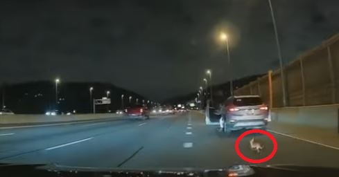 Qeni bllokon shoferët në autostradën e Nju Jorkut (VIDEO)
