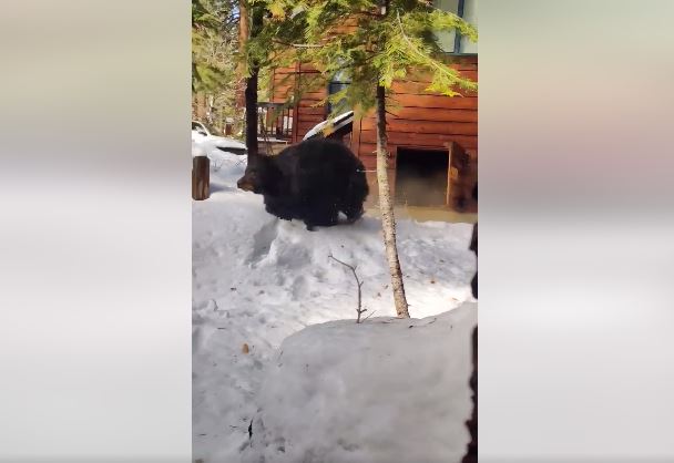 Ariu dëbohet nga shtëpia e Kalifornisë (VIDEO)