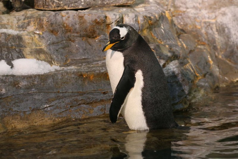 Pinguini bën një vizitë të rrallë në plazhin e Australisë Jugore