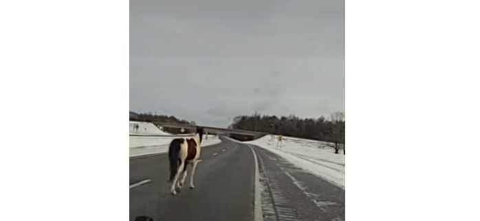 Kali i arratisur kapet në autostradë (VIDEO)