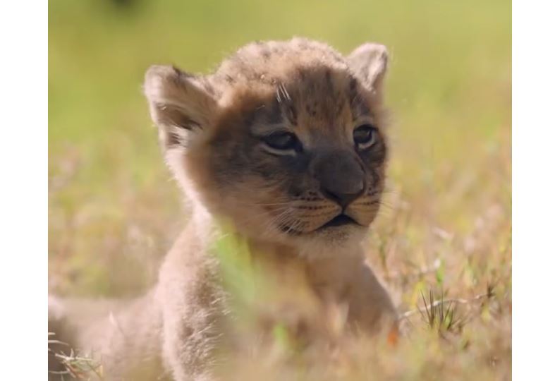 Kopshti zoologjik i Teksasit mirëpret lindjen e parë të luanit që nga viti 2015