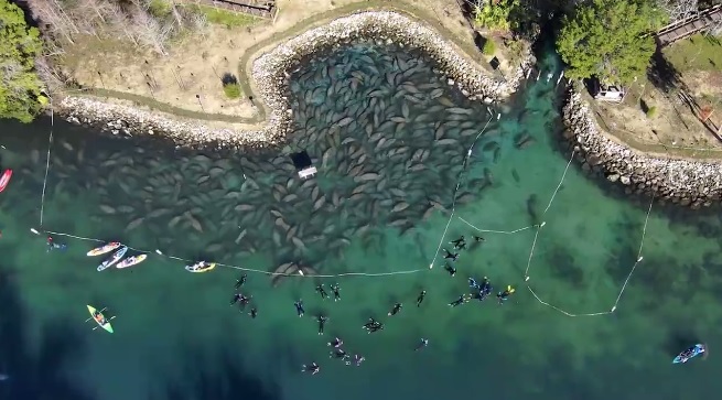 Qindra manate mblidhen në burimet e Floridës për t'u ngrohur (VIDEO)