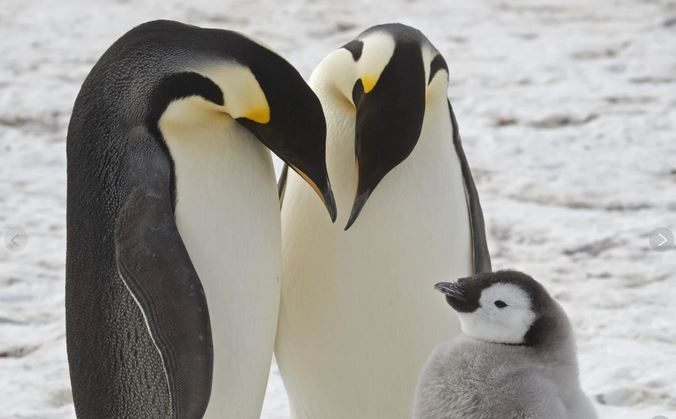 Dikur koloni të panjohura të pinguinëve perandorë janë parë në Antarktidë - megjithëse disa po largohen