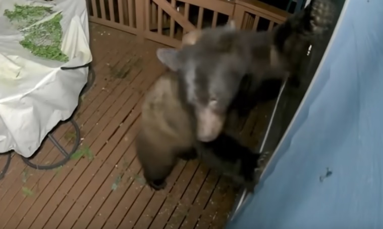 Ariu përpiqet të hyjë në shtëpi nga dera e qenit (VIDEO)