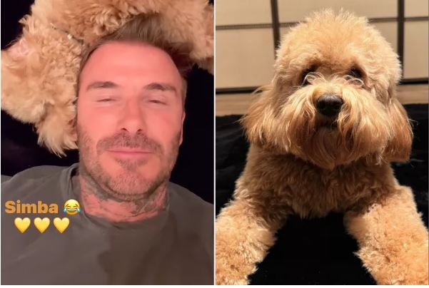 David Beckham shpërndanë një video interesante derisa luan me qenin e tij