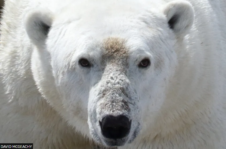 Arinjtë polarë përballen me kërcënimin e urisë ndërsa akulli shkrihet nga ngrohja globale