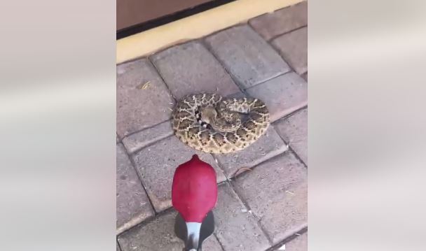 Gruaja nga Arizona gjen një gjarpër të fshehur nën tapetin e hyrjes (VIDEO)