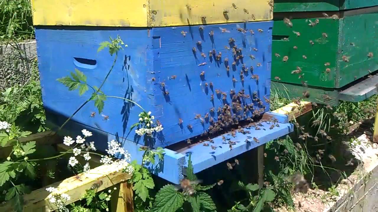 Arrestohet një person në Gjilan, vodhi 27 koshere të bletëve