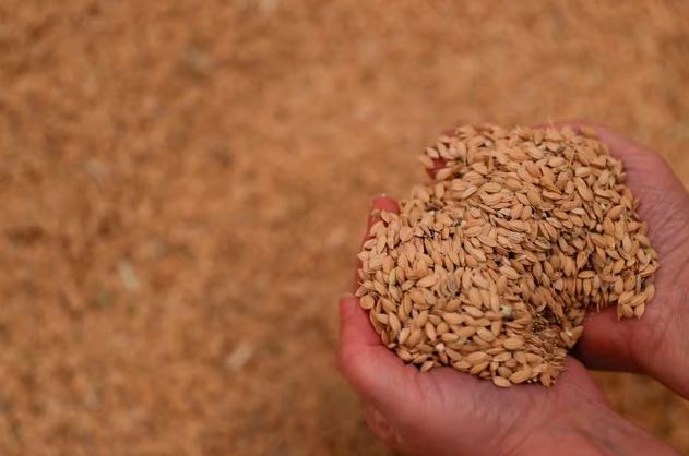 Fermerët spanjollë ankohen pas ndalimit të pesticideve nga BE-ja