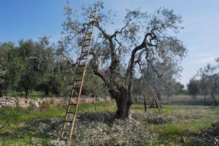 Humb jetën një punonjës i Bashkisë së Peqinit, dyshohet se u rrëzua aksidentalisht