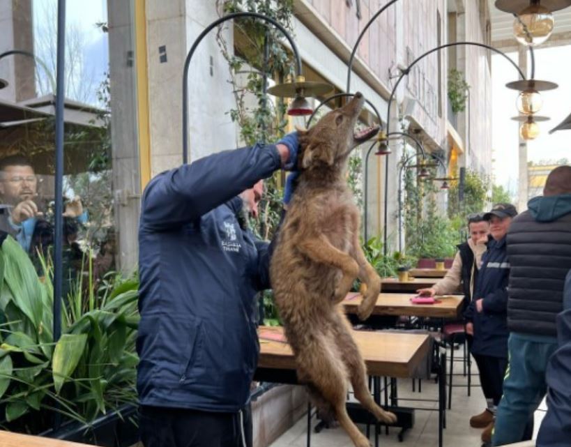 Çakalli sillet rrugëve të Tiranës, kapet nga punonjës të kopshtit zoologjik