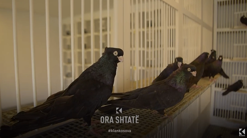Pejani që kultivon racën e rrallë të pëllumbave në Kosovë (VIDEO)